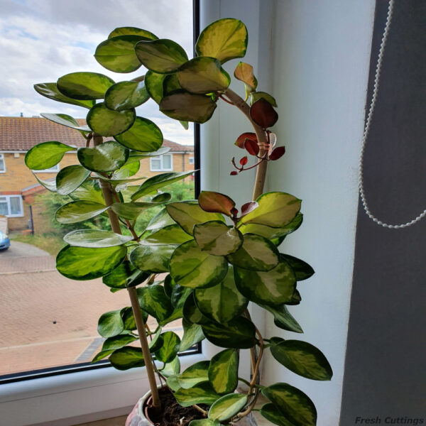 Hoya Australis Lisa - Image 4