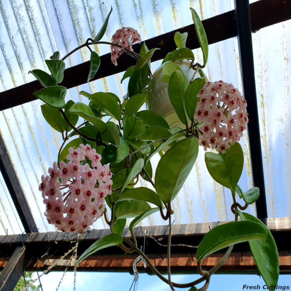 Hoya Carnosa - Image 5