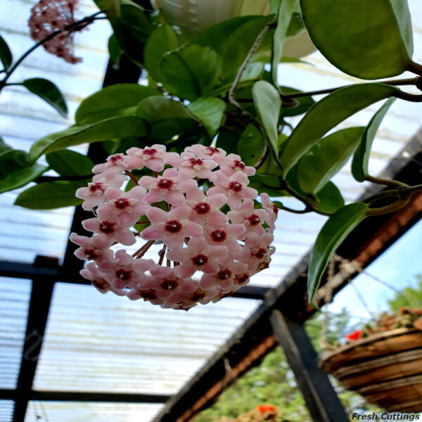 Hoya Carnosa - Image 4