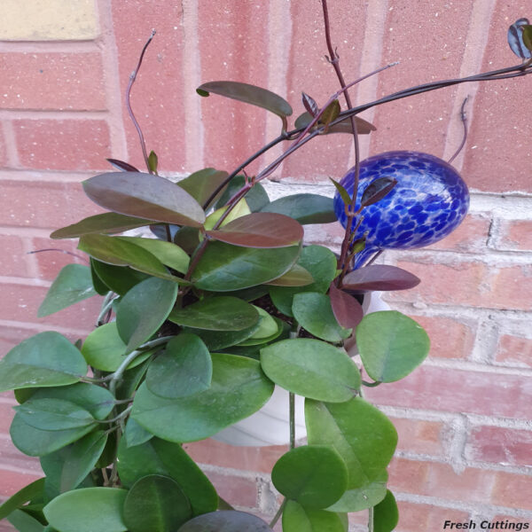 Hoya Australis - Image 2