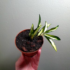 Hoya Wayetii Tricolour (Variagted)