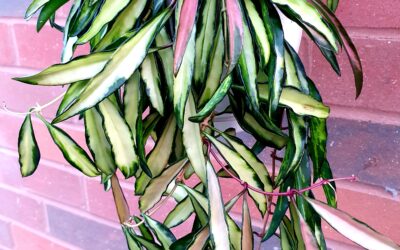 How to Make Your Fresh Hoya Plant Cutting Thrive