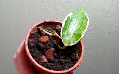 The Importance of well-draining soil in Hoya Care