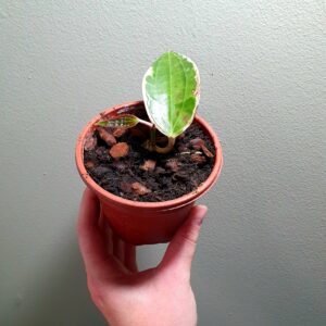 Hoya Macrophylla