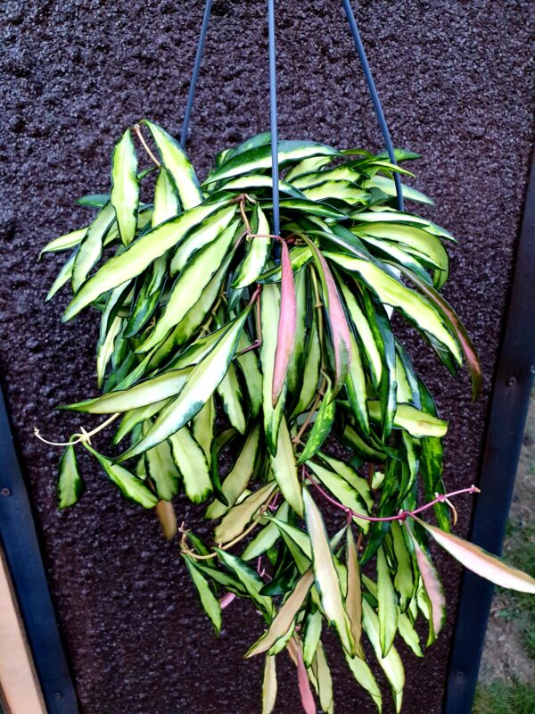 Hoya Wayetii Tricolour (Variagted) - Image 2