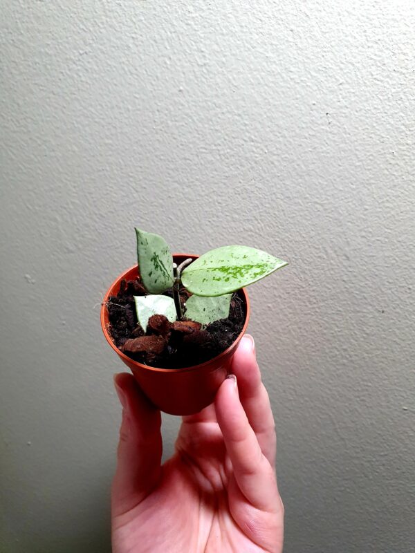 Hoya Krohniana Eskimo