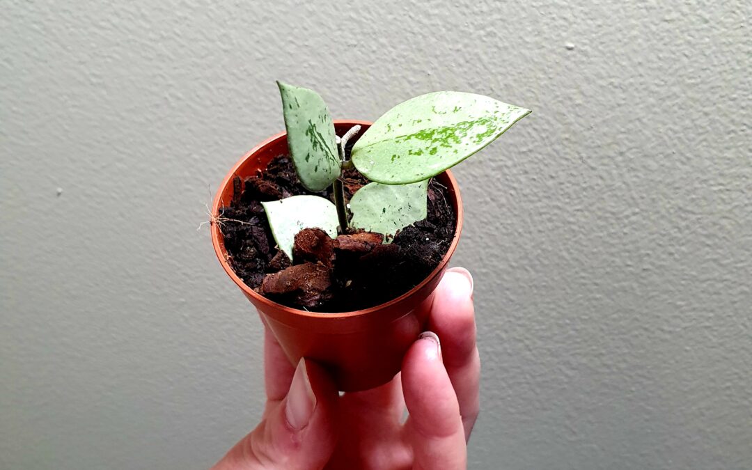 Rooting Hoya Cutting in Soil