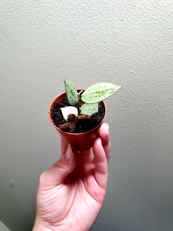 Hoya Krohniana Eskimo - Image 4