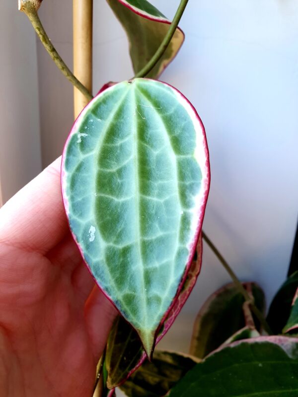 Hoya Macrophylla - Image 5