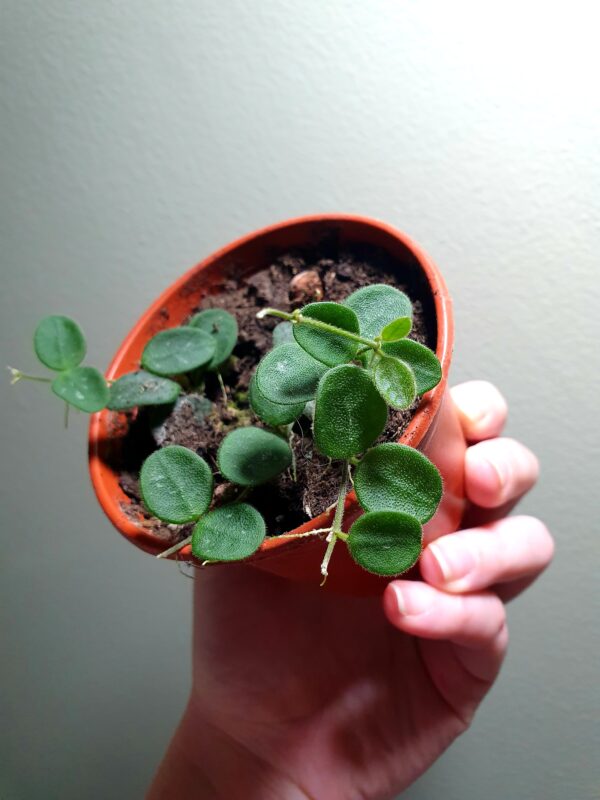 Hoya Serpens