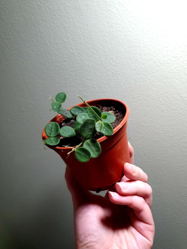 Hoya Serpens - Image 2