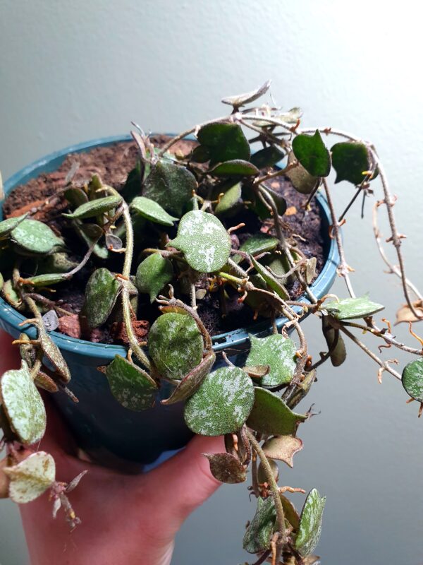 Hoya Curtisii