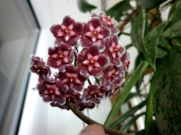 Hoya Pubicalyx "Splash" - Image 2