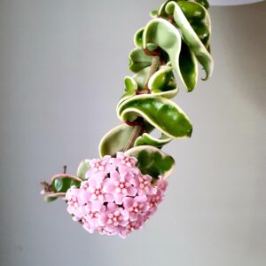 Hoya Compacta Varigated