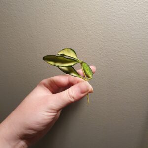 Hoya Wayetii Tricolour (Varigated) Fresh Cutting