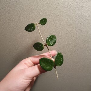 Hoya Mathilde Fresh Cutting