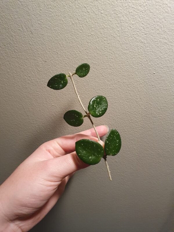 Hoya Mathilde Fresh Cutting