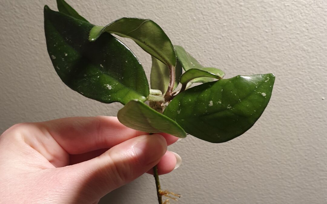 Rooting Fresh Cuttings in Water: