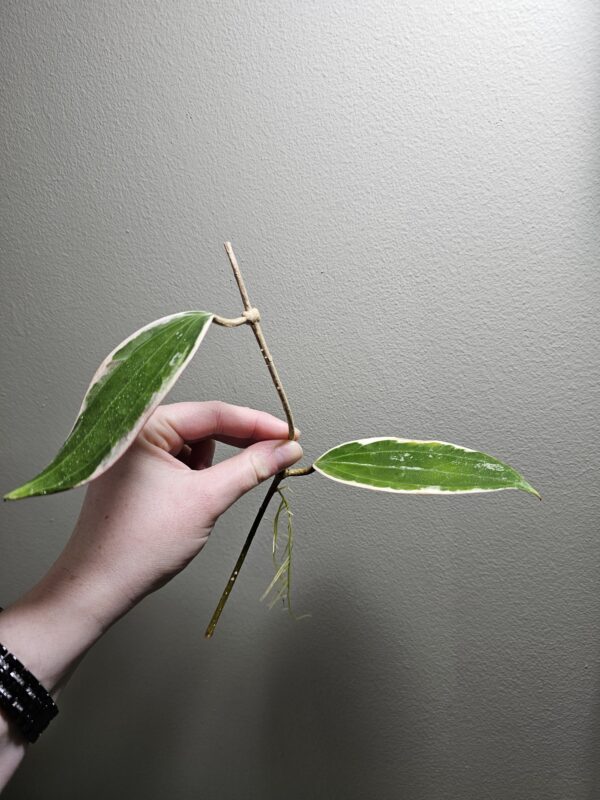 Hoya Macrophylla Rooted Cutting - Image 3