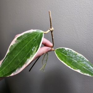 Hoya Macrophylla Rooted Cutting