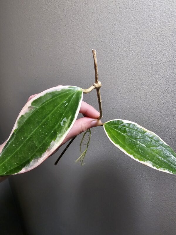 Hoya Macrophylla Rooted Cutting