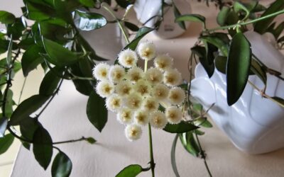 What are common Hoya Problems?