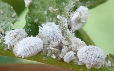 Mealybugs on my Hoya, what to do?