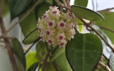 Hoya Parastica Black Margin (Black Edge), what to do to get it to bloom and get black edging on the leaves?